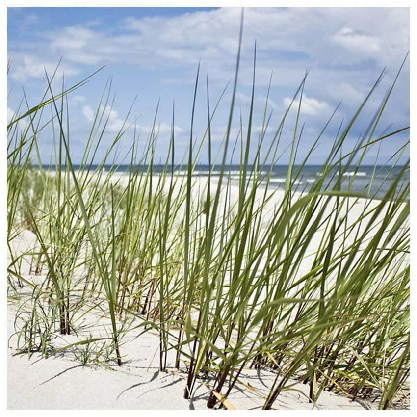 Magnetpinnwand Magnettafel Meer Düne Sandstrand Ostsee 40 x 40 cm - Bild 1 von 1