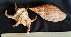 Vintage Large Genuine Marine Sea Shells Bailer & Spider Conch - Picture 1 of 10
