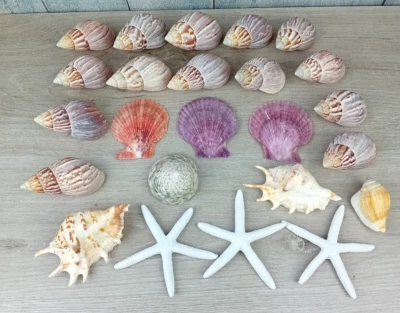 24-tlg. Muschelset Muscheln maritime Deko Basteln Schnecke Muschel Seestern - Bild 1 von 4