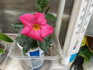 Mandevilla (Dipladenia) Pink Starter Plant - Picture 1 of 10