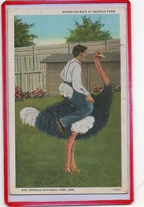 RIDING OSTRICH AT OSTRICH FARM-HOT SPRINGS NATIONAL PARK,AR 1940 - Picture 1 of 2