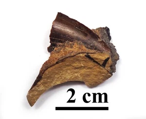 NEW! Excellent dino tooth, Late Cretaceous, Turonian, 90 ma, Uzbekistan #20 - Picture 1 of 4