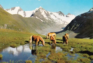 * Pferde *Postcard  *  Pferd  *  Horse  Postkarte  # 82 - Zdjęcie 1 z 1
