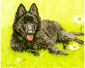 Belgian Shepherd Groenendahl Limited Edition Puppy Art Print What's Up? LAST ONE - Picture 1 of 1