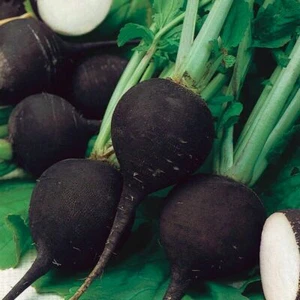 Rábano Negro Español - Más de 25 semillas - Semillas - Semillas - ¡NEGRO y FINO! R 140 - Imagen 1 de 1