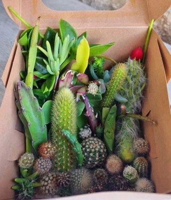 Cacti Cuttings Cactus  Succulent Collectors Echinopsis Euphorbia Pack Mix May - image 1 of 4