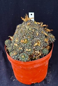 Frailea uhligiana, XL cactus plant - Picture 1 of 8
