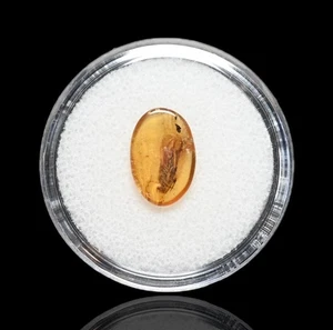 Caddisfly di buone dimensioni, inclusione di insetti fossili originali nell'ambra birmana - Foto 1 di 6