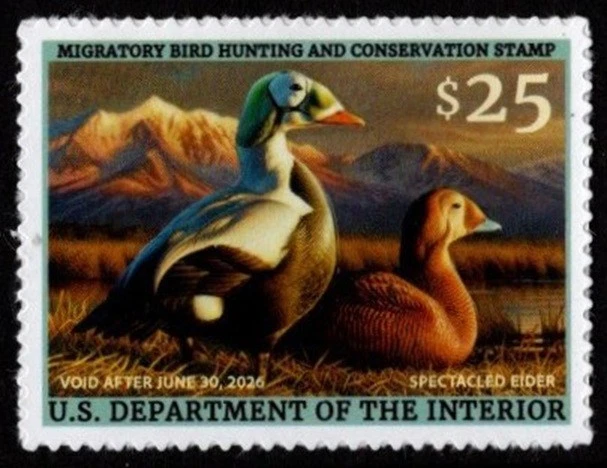 #RW92  2025 -2026 Federal Duck Stamp - Spectacled Elder  - MNH - Image 1 of 1