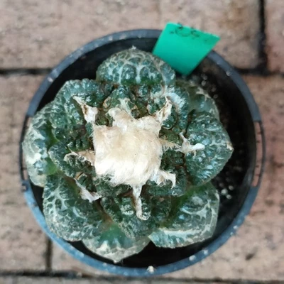 Ariocarpus cactus  display in 10cm Succulent - Image 1 of 4