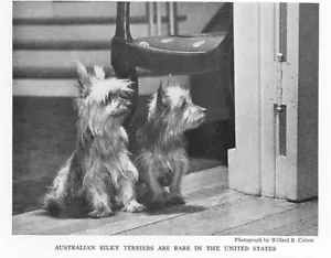 Australian Silky Terrier - CUSTOM MATTED - 1936 Dog Art "Photo Print" - Picture 1 of 1