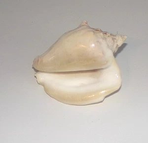 Milk Conch Strombus Conch Queen Conch? Seashell Good Condition Pearlescent Gloss - Picture 1 of 16