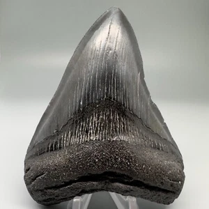 Complete Dark Colors 4.28" Fossil MEGALODON Shark Tooth - USA - Picture 1 of 4