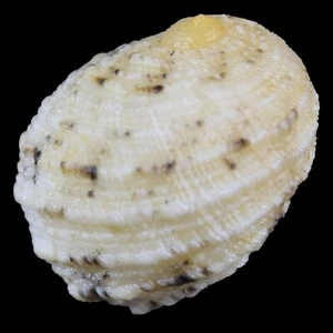 NERITA SIGNATA (Olango, Philippinen) 10,7mm #46689 - Bild 1 von 3