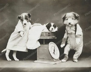 Puppy Weigh In 8x10 Reprint Of Old Photo - Picture 1 of 1