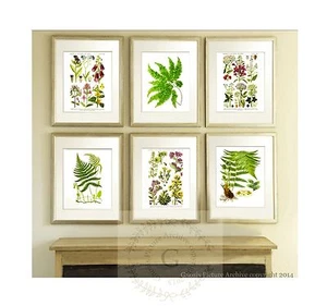 Wild Flowers Antique Fern Prints set of 6 Botanical Wall Hanging Art Decor - Picture 1 of 9
