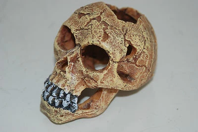 Aquarium Detailed Old Human Skull Decoration 10 x 7 x 8 cms Pirate Reptile - Bild 1 von 4