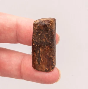  Fossil Megalonyx  Sloth Tooth  Florida   1874 - Picture 1 of 5