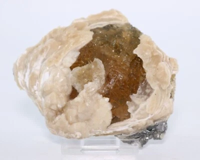 Fossil Clam & Golden Calcite 3.52" Mercanaria Rucks Pit Florida FL COA 6981 - Image 1 of 4
