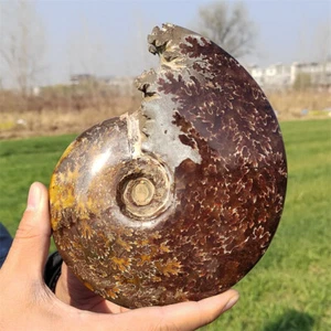 1.18kg Natural Ammonite Fossil Specimen Reiki Crystal Mineral Crystal Decor Gift - Picture 1 of 13