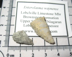 Silurian Brownsport Fm fossil coral Tennessee Enterolasma waynense #4 - Foto 1 di 2