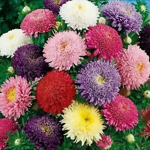 PAEONY ASTER DUCHESS  SPECIAL MIX UK NATURAL SEED 200 SEEDS SOW BY 08/2026 - Picture 1 of 12