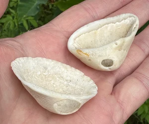 SHELL NET SINKERS FLORIDA ARTIFACT AUTHENTIC NATIVE AMERICAN FISHING GEAR WEIGHT - Picture 1 of 4
