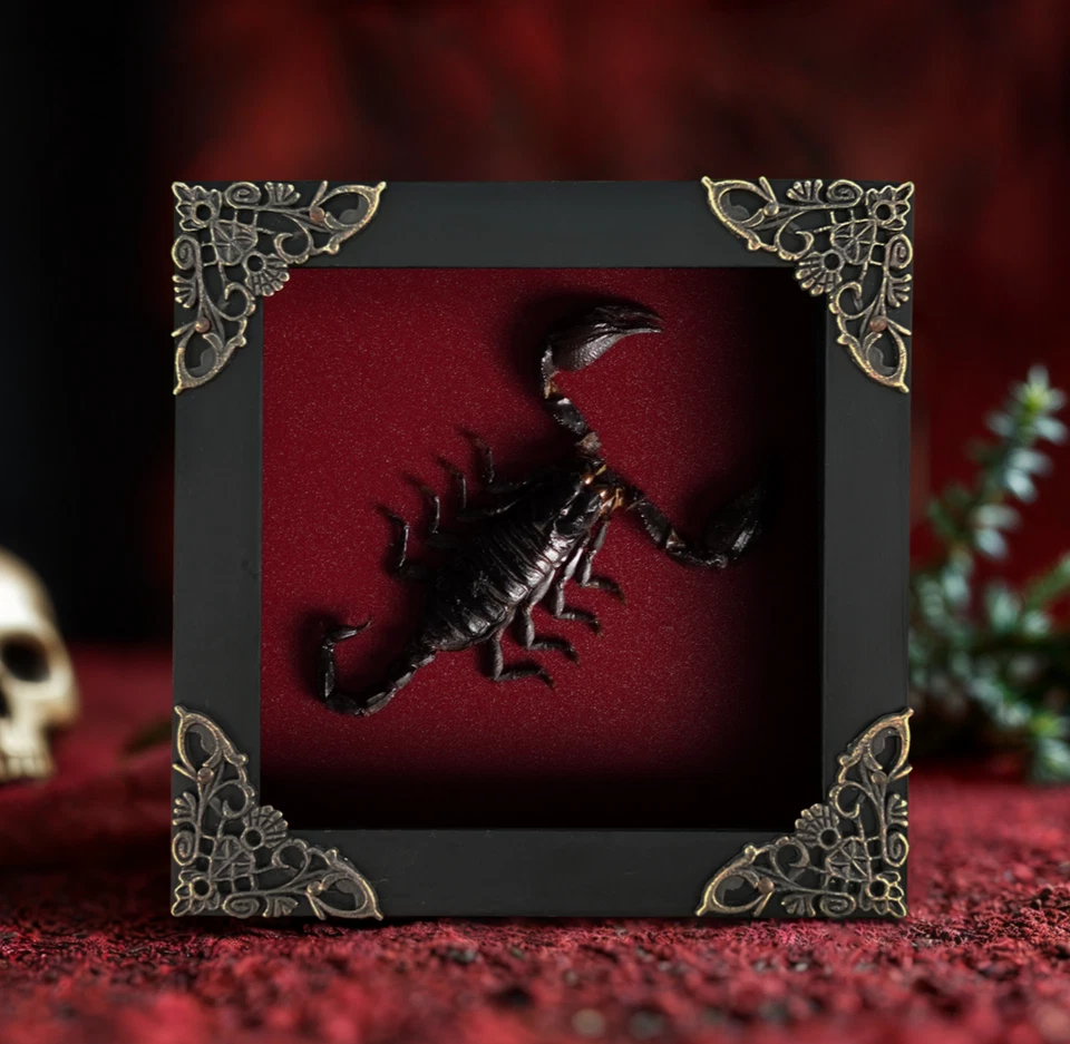 Escorpión Gótico Enmarcado Real Decoración de Pared Caja de Sombra Taxidermia Día del Padre Regalo Foto 1 de 2