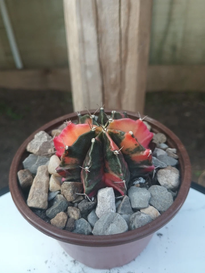 Gymnocalycium Mihanovichii Variegated Cactus - Image 1 of 1