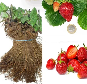 SAVINI VIVAI Piante Di Fragole Rifiorenti Mara De Bois a Radice Nuda 4 Stagioni - Foto 1 di 12