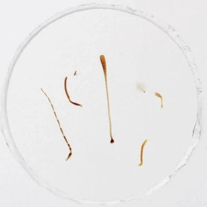 ABGIL Insektenantennenfolien. - Bild 1 von 3