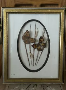 Pfau Stiefmütterchen & Sephisa Daimio Schmetterling Insekt Käfer Entomologie Taxidermie Bild - Bild 1 von 6