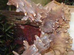 Rehbock, 337g,Abwurfstangen,Geweih,Hirschgeweih,Jagdtrophäe,Deko,Basteln,Rehwild - Bild 1 von 10