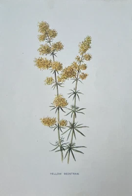 Antiker Druck 1902 Botanical Yellow Bedstraw F.E. Hulme Wildflower Art Edwardian - Bild 1 von 4