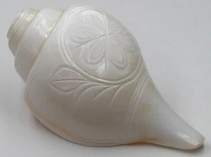 Shell Vamavarti Natural Loud Blowing Shankh Original,12 to 13 cm, 250 to 300 g - Picture 1 of 4