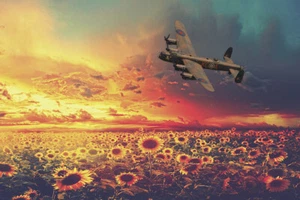 Campos de girasol Avro Lancaster al atardecer impresiones de lona varios tamaños - Imagen 1 de 1