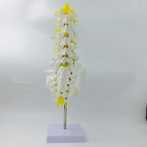 Human Lumbar Vertebrae with Sacrum anatomical anatomy medical model orthopedic - Picture 1 of 5