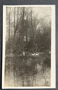 Cambridge Massachusetts Schwäne am Teich Echtfoto RPPC Postkarte - Bild 1 von 2