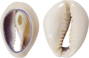 Ringtop Kaurischliff Handarbeit verschiedene Muscheln Muscheln (1 Kilo) (ca. 630 Stk.) - Bild 1 von 1