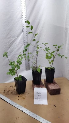 Live Ulmus Elm Trees in Small Nursery Pot. Pre Bonsai. - Image 1 of 4