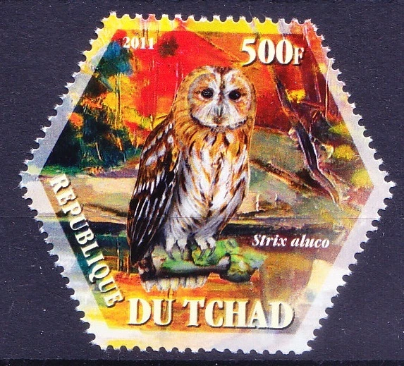 Búho leonado, aves rapaces, extraña forma hexagonal inusual [Zw] Foto 1 de 1