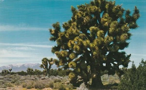 PFLANZENPOSTKARTE Joshua Tree, gefunden in Nevada, Arizona, Kalifornien - Bild 1 von 2
