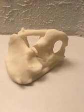 Fractured Hemi-Pelvis Medical Desk Model