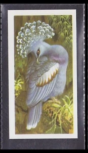 VICTORIA CROWNED PIGEON - 45 + year old English Trade Card # 48 - Picture 1 of 2