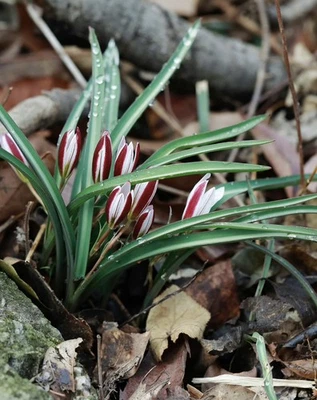 Amana edulis bulbo inactivo relacionado con tulipán flor de primavera temprana resistente Foto 1 de 4