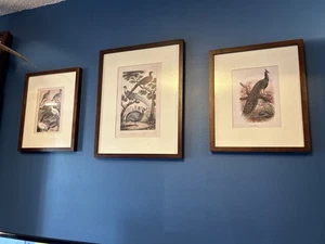 Pottery Barn Bird Framed Wall Print Set Of 3 Peacock Grouse Pheasants - Picture 1 of 9