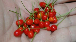 CHILE TEPIN CHILTEPIN PIQUIN SEEDS 20 SEMILLAS CHILE PICANTE CHILI HOT - Bild 1 von 9