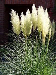 CORTADERIA SELLOANA BLANCA - HIERBA DE PAMPA, 50 SEMILLAS - Bild 1 von 1