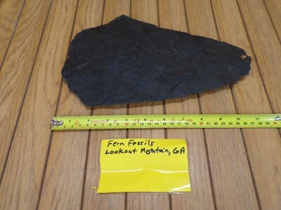 HOJAS DE HELECHO HOJA FÓSIL SOBRE PIZARRA DE PIZARRA NEGRA 11.25" X 7.25" HERMOSO Foto 1 de 4