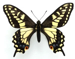 PAPILIO ZELICAON FEMALE FROM UTAH - Picture 1 of 2